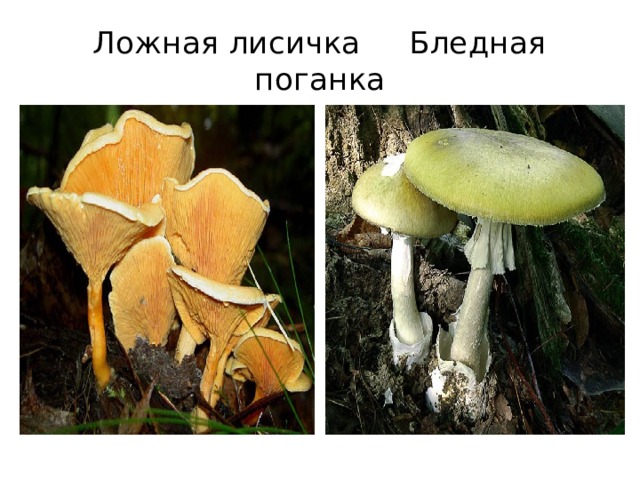 Ложная лисичка Бледная поганка