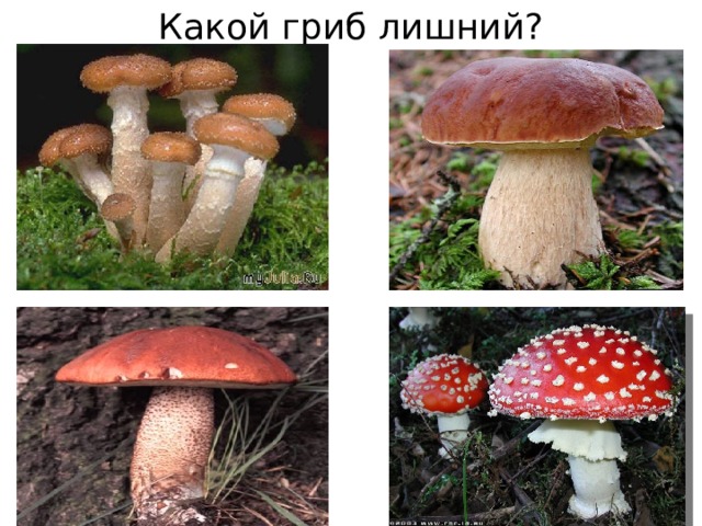 Какой гриб лишний?