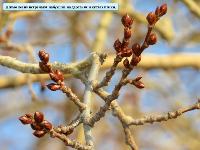 Новую весну встречают набухшие на деревьях и кустах почки.