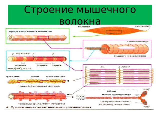 К опорному аппарату мышечного волокна относят