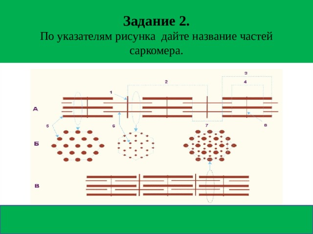 Задание 2.  По указателям рисунка дайте название частей саркомера.