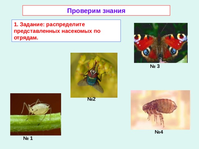 Проверим знания 1. Задание: распределите представленных насекомых по отрядам. № 3 № 2 № 4 № 1