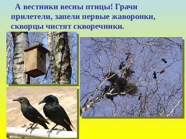 А вестники весны птицы! Грачи прилетели, запели первые жаворонки, скворцы чистят скворечники.