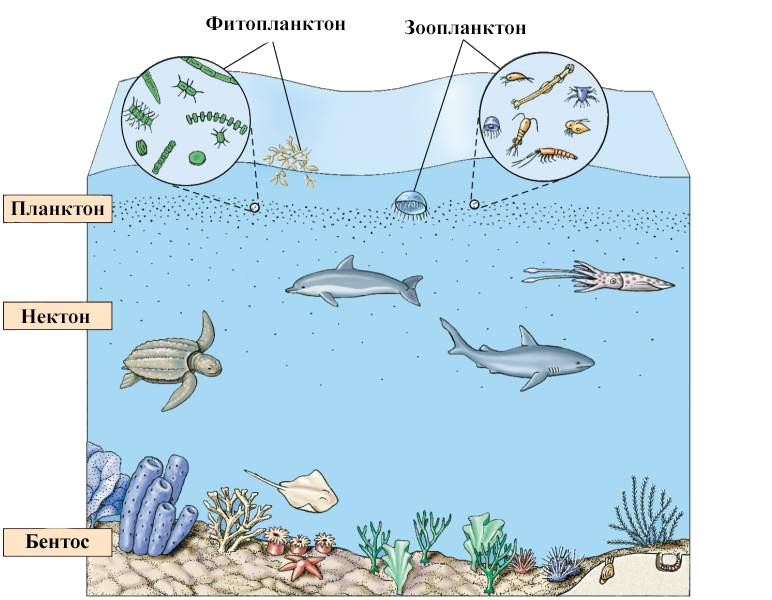 Сообщества воды схема