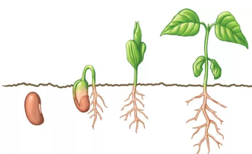 рисунок размножение семенами