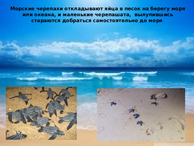 Морские черепахи откладывают яйца в песок на берегу моря или океана, и маленькие черепашата, вылупившись стараются добраться самостоятельно до моря .