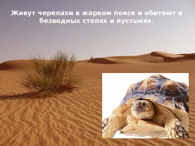 Живут черепахи в жарком поясе и обитают в безводных степях и пустынях.