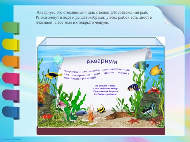 Аквариум, это стеклянный ящик с водой для содержания рыб. Рыбки живут в воде и дышат жабрами, у всех рыбок есть хвост и плавники, а все тело их покрыто чешуей.