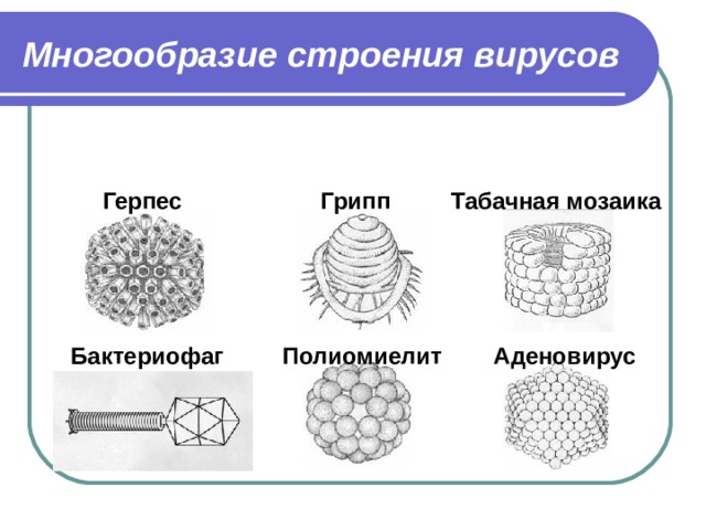 Многообразие строения вирусов Герпес Грипп Табачная мозаика Бактериофаг Полиомиелит Аденовирус