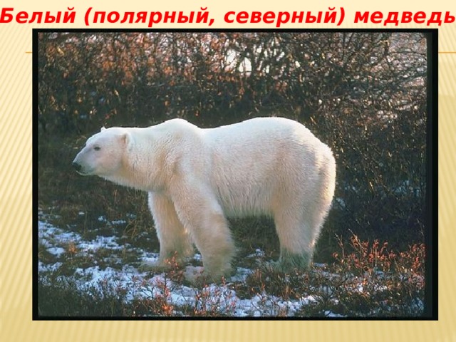 Белый (полярный, северный) медведь