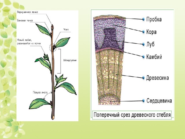Стебель функции. Старение органов растения. Функции стебля. Функции пробки стебля. Функция стебля гороха.