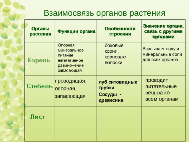 Взаимосвязь органов растения Органы растения Функции органа Особенности строения Значение органа, связь с другими органами Всасывает воду и минеральные соли для всех органов проводит питательные вещ-ва ко всем органам проводящая, опорная, запасающая луб ситовидные трубки Сосуды - древесина