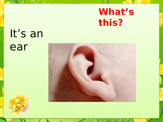 What’s this? It’s an ear