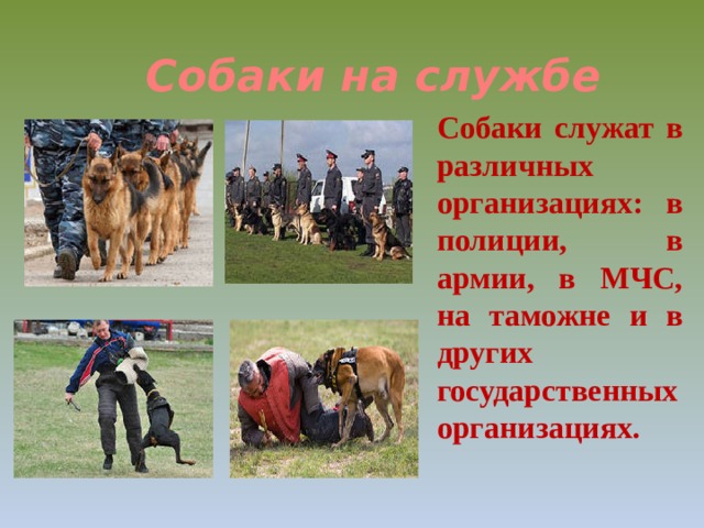 Собаки на службе Собаки служат в различных организациях: в полиции, в армии, в МЧС, на таможне и в других государственных организациях.