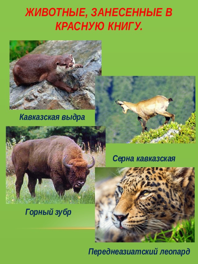 Животные красной книги краснодарского края фото