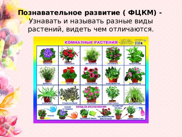 Познавательное развитие ( ФЦКМ) -  Узнавать и называть разные виды растений, видеть чем отличаются.