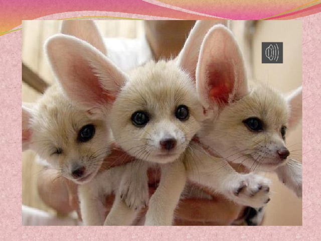 Не у всех животных уши одинаковые. Эти ушастые собачки на самом деле – ночные лисички фенеки. Обычно их можно встретить в пустынях северной Африки.