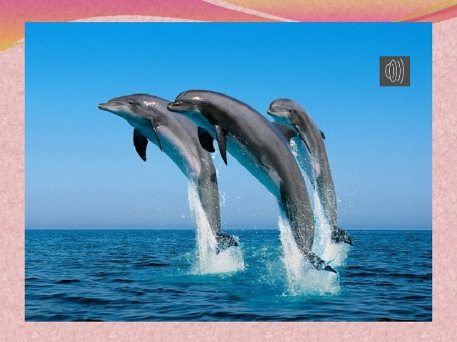 У дельфинов слуховые окошки «примостились» на нижней челюсти.