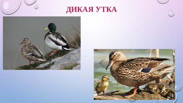 Дикая утка