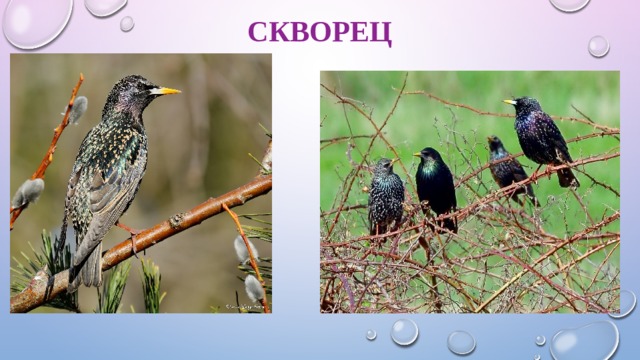 скворец