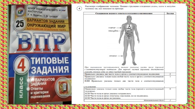Тело человека ВПР. Анатомия человека впр