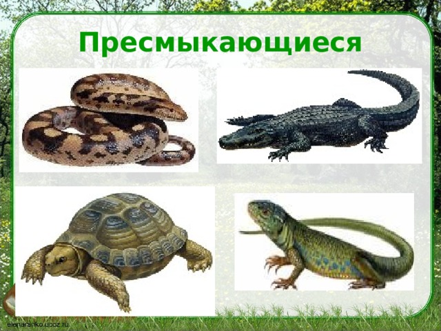 Пресмыкающиеся