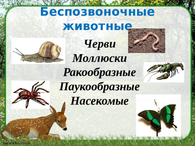 Назовите беспозвоночное животное. Беспозвоночные животные. Позвоночные и беспозвоночные животные. Сообщение о беспозвоночном. Класс беспозвоночных животных.