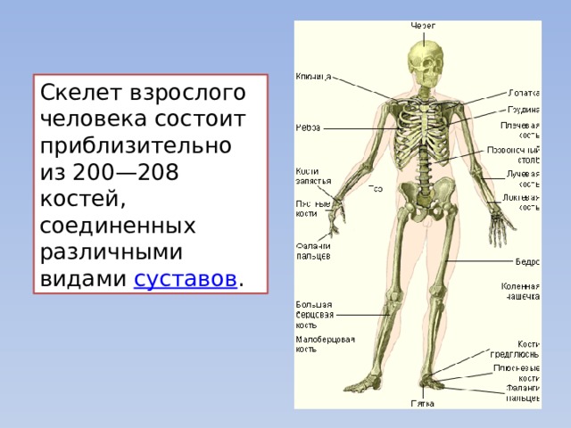 Скелет взрослого человека состоит приблизительно из 200—208 костей, соединенных различными видами суставов .