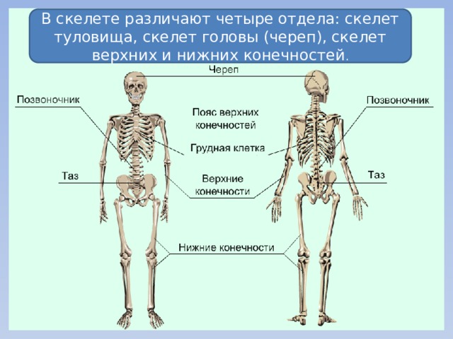 В скелете различают четыре отдела: скелет туловища, скелет головы (череп), скелет верхних и нижних конечностей .