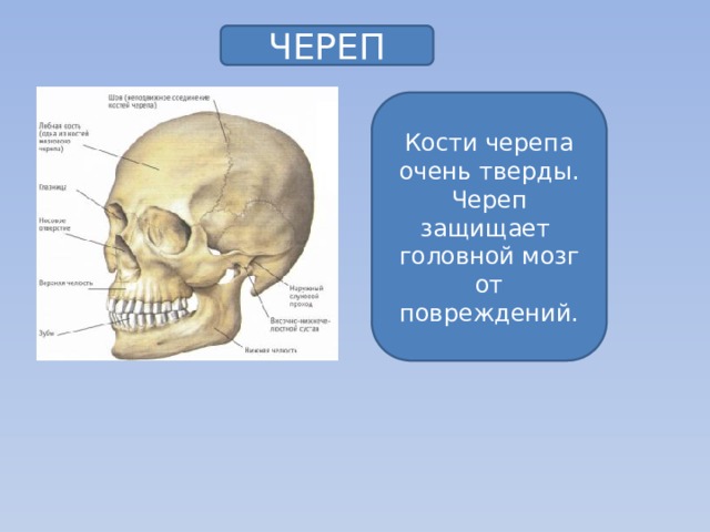 ЧЕРЕП Кости черепа очень тверды. Череп защищает головной мозг от повреждений.