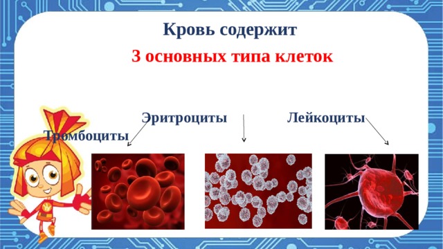 Что же такое кровь? Кровь  – это жидкая и подвижная соединительная ткань внутренней среды организма