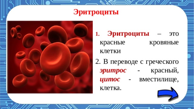 Кровь содержит 3 основных типа клеток    Эритроциты  Лейкоциты  Тромбоциты