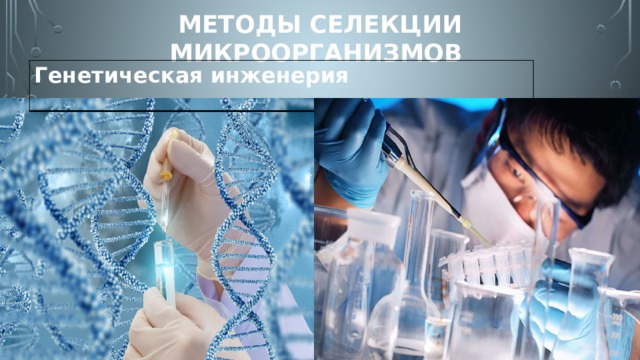 Методы селекции микроорганизмов Генетическая инженерия