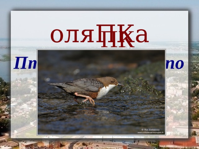 _ _ _ ПК _  Птица, бегающая по дну водоёма оляПКа