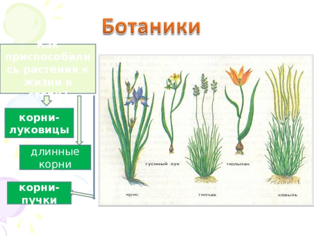 Как приспособились растения к жизни в степи? корни-луковицы длинные корни корни- пучки