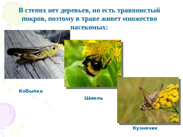 В степях нет деревьев, но есть травянистый покров, поэтому в траве живет множество насекомых: Кобылка Шмель Кузнечик
