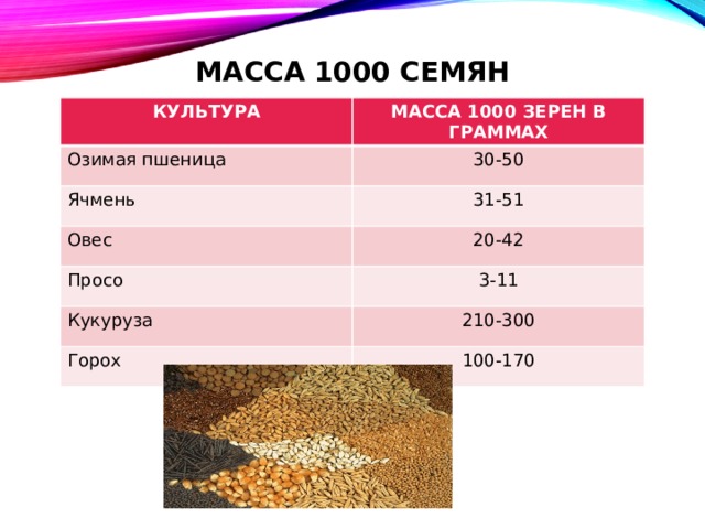 Фактическая масса семян составляет. Масса 1000 семян озимой пшеницы в граммах. Сколько весит 1000 зерен пшеницы. Масса 1000 семян зерновых культур. Как рассчитать массу 1000 семян пшеницы.