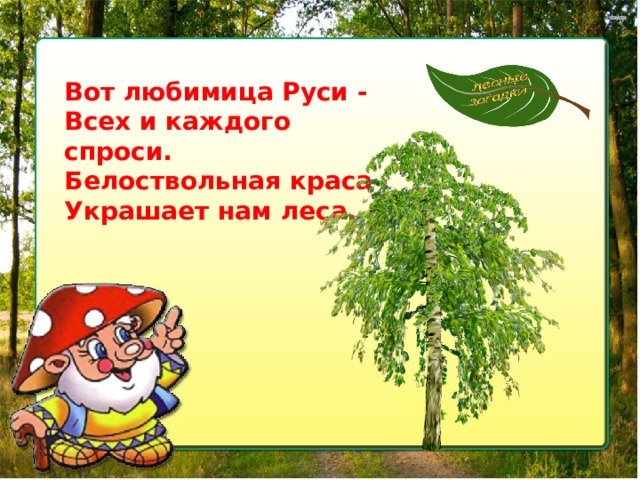 Вот любимица Руси - Всех и каждого спроси. Белоствольная краса Украшает нам леса.