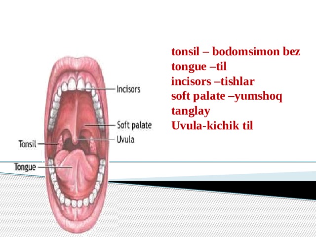 tonsil – bodomsimon bez  tongue –til  incisors –tishlar  soft palate –yumshoq tanglay  Uvula-kichik til