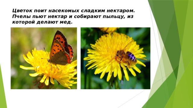 Цветок поит насекомых сладким нектаром.  Пчелы пьют нектар и собирают пыльцу, из которой делают мед.