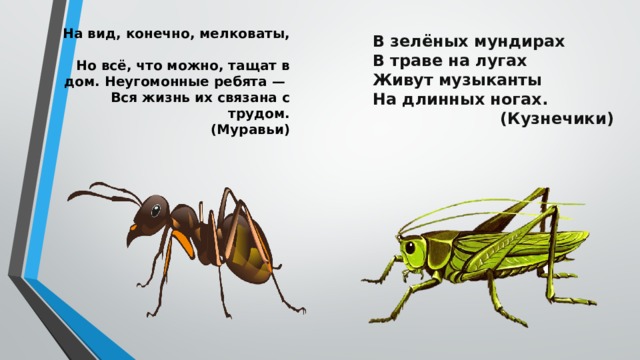 На вид, конечно, мелковаты,  Но всё, что можно, тащат в дом. Неугомонные ребята —  Вся жизнь их связана с трудом.  (Муравьи)     В зелёных мундирах В траве на лугах Живут музыканты На длинных ногах. (Кузнечики)