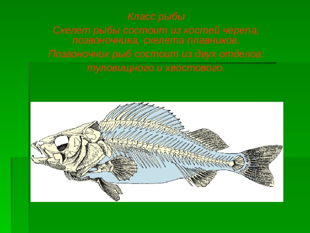 Класс рыбы Скелет рыбы состоит из костей черепа, позвоночника, скелета плавников. Позвоночник рыб состоит из двух отделов: туловищного и хвостового.