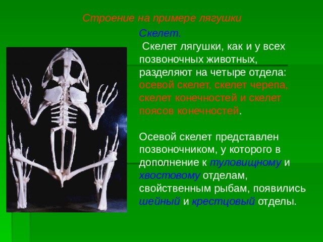 Строение на примере лягушки Скелет.  Скелет лягушки, как и у всех позвоночных животных, разделяют на четыре отдела: осевой скелет, скелет черепа, скелет конечностей и скелет поясов конечностей . Осевой скелет представлен позвоночником, у которого в дополнение к туловищному и хвостовому отделам, свойственным рыбам, появились шейный и крестцовый отделы.