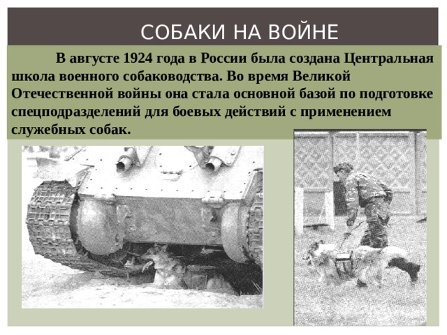 СОБАКИ НА ВОЙНЕ  В августе 1924 года в России была создана Центральная школа военного собаководства. Во время Великой Отечественной войны она стала основной базой по подготовке спецподразделений для боевых действий с применением служебных собак.