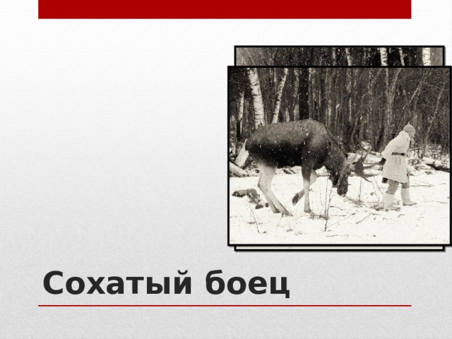 Сохатый боец