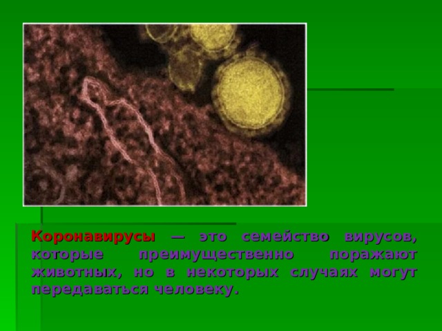 Коронавирусы — это семейство вирусов, которые преимущественно поражают животных, но в некоторых случаях могут передаваться человеку.