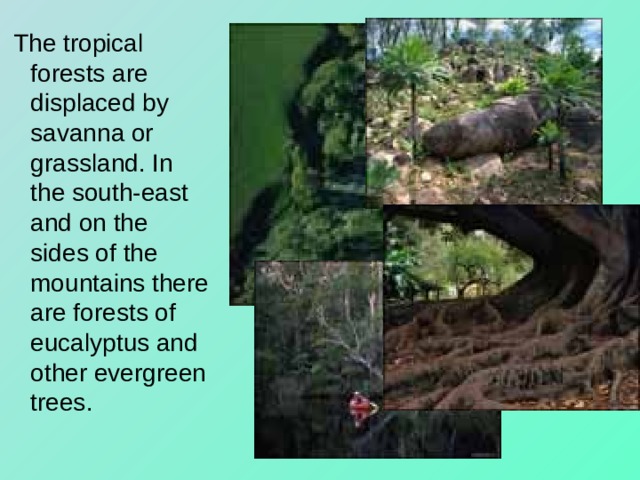 The tropical forests are displaced by savanna or grassland. In the south-east and on the sides of the mountains there are forests of eucalyptus and other evergreen trees.