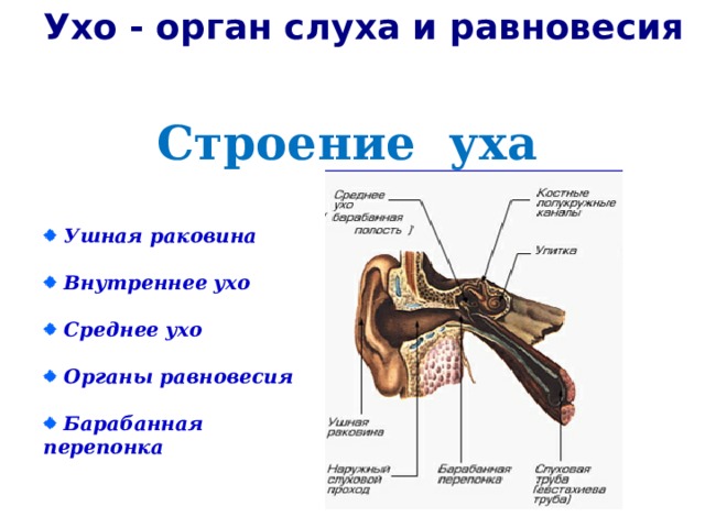 Ухо - орган слуха и равновесия Строение уха  Ушная раковина   Внутреннее ухо   Среднее ухо   Органы равновесия   Барабанная перепонка