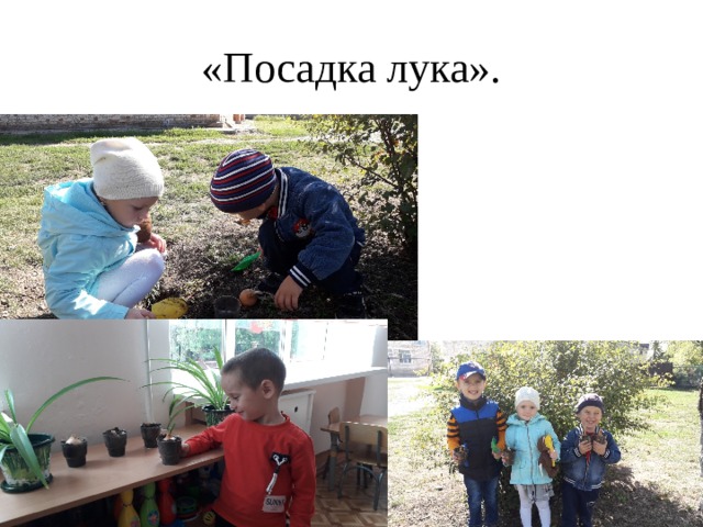 «Посадка лука».