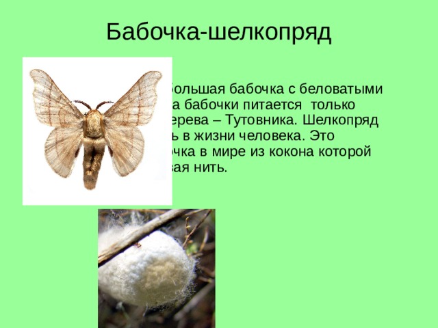 Бабочка-шелкопряд